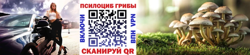 Псилоцибиновые грибы Cubensis  где найти наркотики  Сусуман 